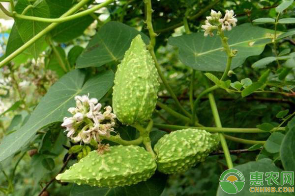 中草藥蘿藦種植管理技術(shù)
