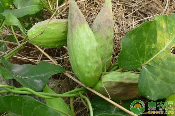中草藥蘿藦種植管理技術(shù)