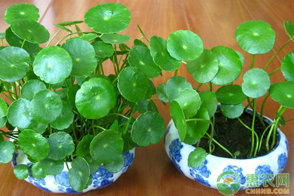 春天如何養(yǎng)殖銅錢草？銅錢草養(yǎng)殖中的常見問題解析