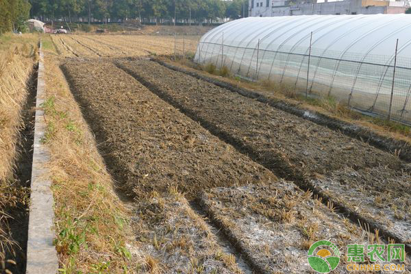 蔬菜肥害产生的原因及肥害防治措施