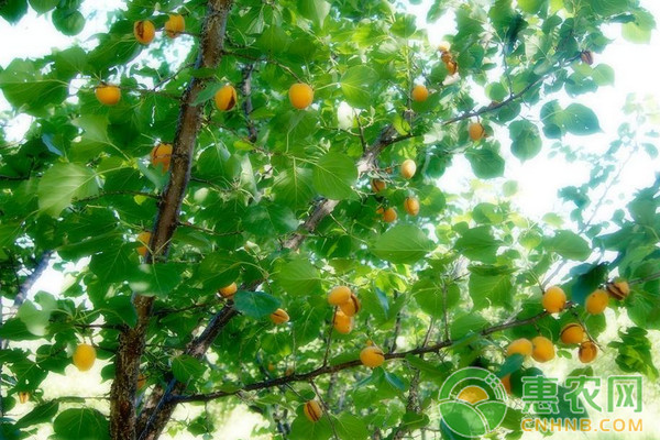 杏樹春季優(yōu)質(zhì)管理方案