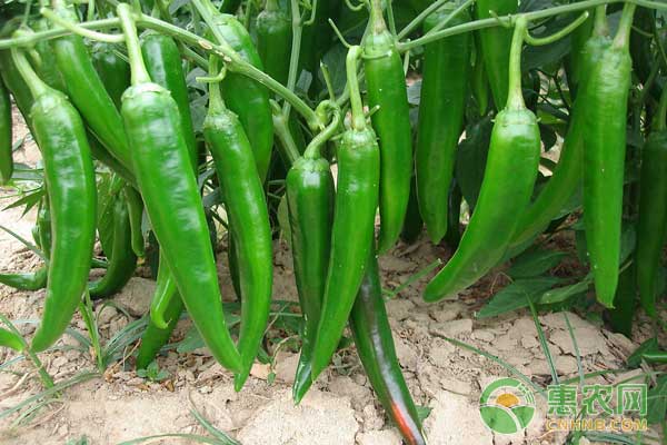 高效益的大棚青椒、絲瓜、香菜立體套種技術(shù)