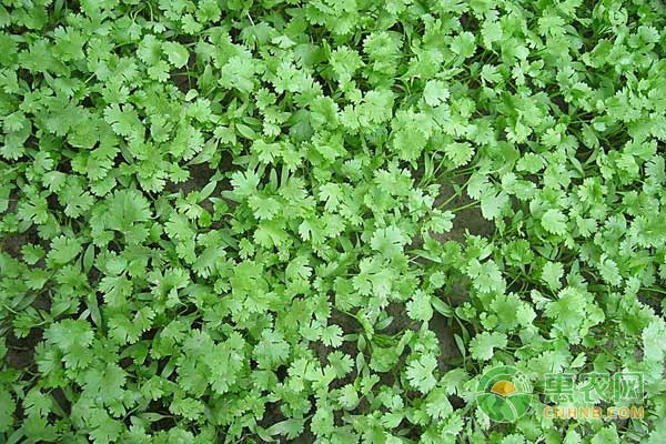 高效益的大棚青椒、絲瓜、香菜立體套種技術(shù)