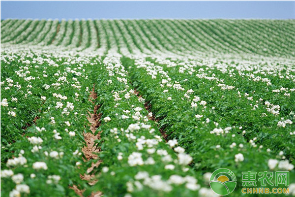 馬鈴薯種植如何實現(xiàn)高產(chǎn)？馬鈴薯高效栽培技術(shù)要點