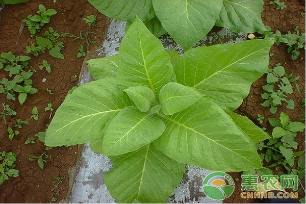 施用生物有機(jī)肥對(duì)烤煙綜合性狀的影響