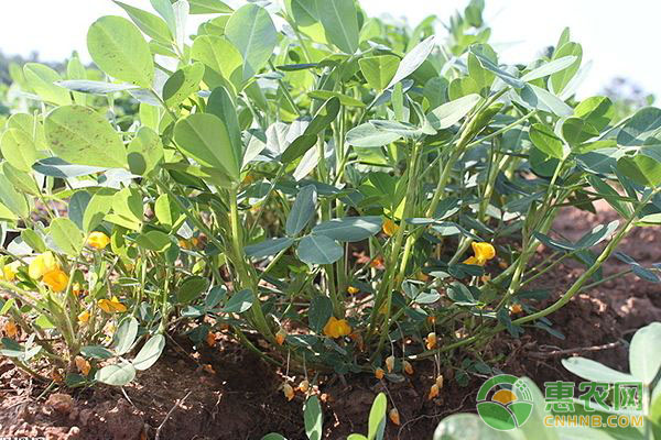 花生種植缺少氮、鉀、鈣癥狀表現(xiàn)