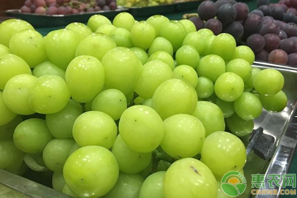 阳光葡萄种植管理要点