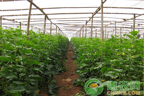 淺談大棚蔬菜病蟲害的綜合防治措施