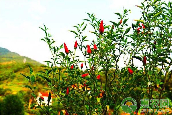 朝天椒膜下滴灌機械直播高產(chǎn)栽培技術(shù)