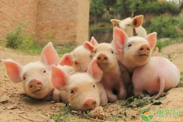 養(yǎng)豬人注意：飼料決定養(yǎng)豬成本，技術(shù)決定利潤(rùn)