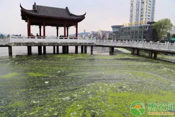 綠色水、藍(lán)色水哪個(gè)才是好水？根據(jù)水色判斷水質(zhì)小技巧