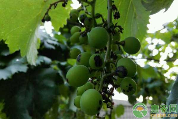 葡萄長黑斑怎么辦？葡萄黑痘病防治措施