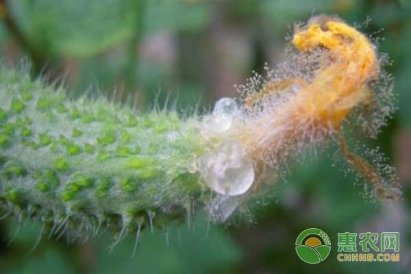 大棚黃瓜灰霉病頻發(fā)的原因及防治方法
