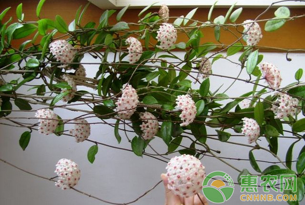 球蘭栽培管理技術(shù)及病蟲害防治