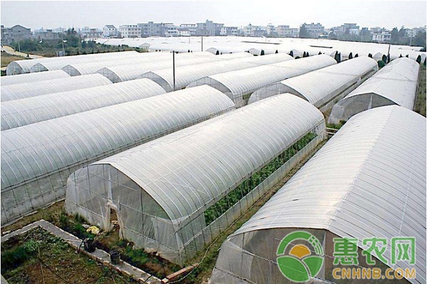 淺談蔬菜栽培的防旱抗旱技術(shù) 