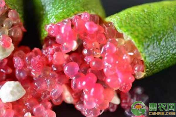 澳洲指橙怎么種？澳洲指橙種植條件及市場(chǎng)分析