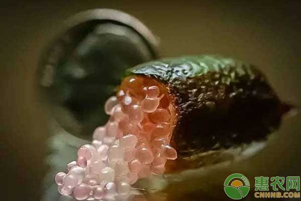 澳洲指橙怎么種？澳洲指橙種植條件及市場(chǎng)分析