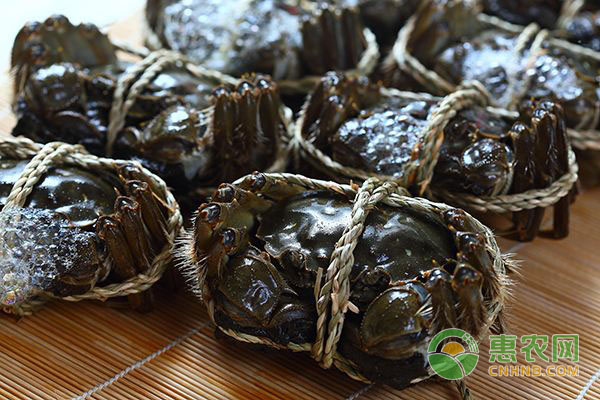 河蟹養(yǎng)殖注意事項有哪些？