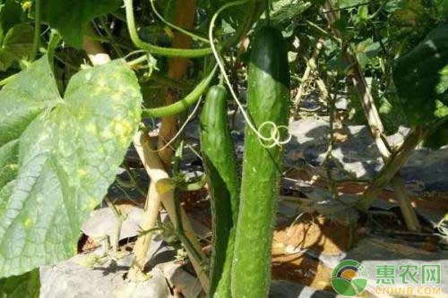 大棚黃瓜全程種植技術(shù)要點