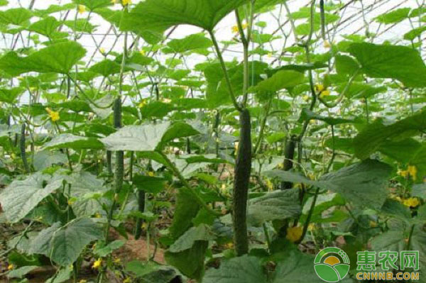 大棚黃瓜全程種植技術(shù)要點