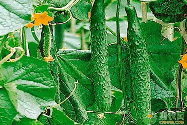 大棚黃瓜全程種植技術(shù)要點