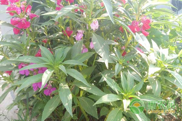 中藥材急性子栽培技術(shù)及效益分析