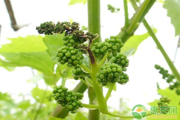 12種藥劑解決葡萄灰霉?。》N植戶從此無憂
