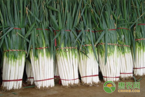 蔬菜種植按時(shí)間選擇
