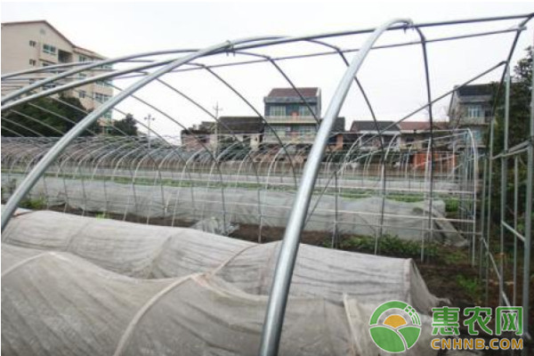 設(shè)施蔬菜大棚修建技術(shù)要點