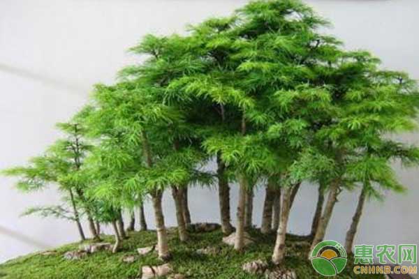 怎樣養(yǎng)好蓬萊松？蓬萊松養(yǎng)護技巧
