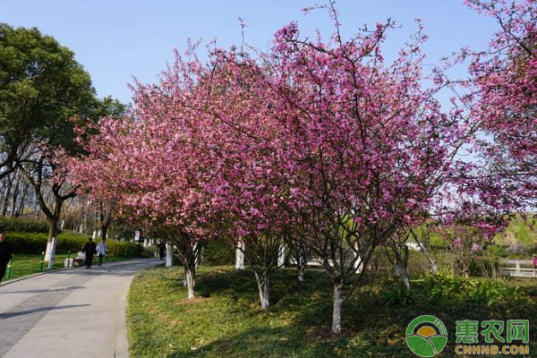 北美海棠主干行道樹的培養(yǎng)技術(shù)