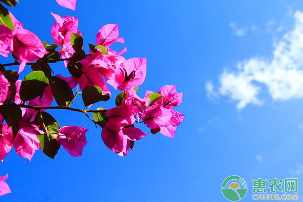 三角梅怎么整形剪枝？病蟲害如何防治？三角梅養(yǎng)護技巧