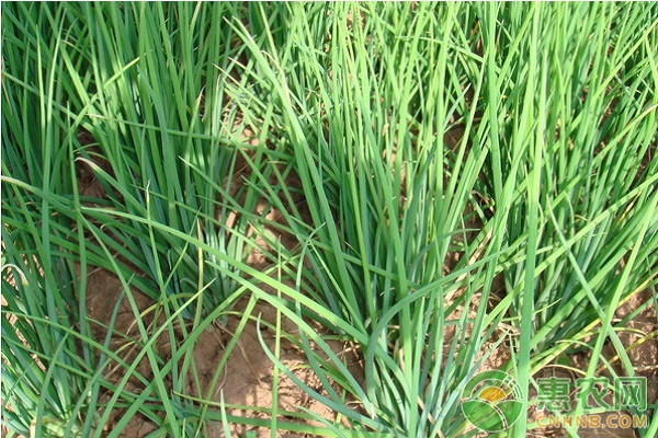 香蔥高產(chǎn)栽培技術(shù)及病蟲害防治