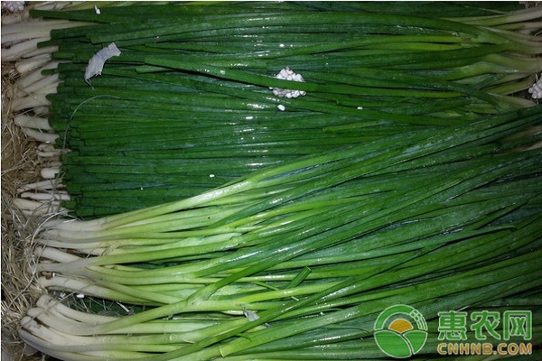 香蔥高產(chǎn)栽培技術(shù)及<a href='http://www.iweekee.cn/t/40395.html' class='j-href' target='_blank'><span style='color:#FF8001'>病蟲害防治</span></a>