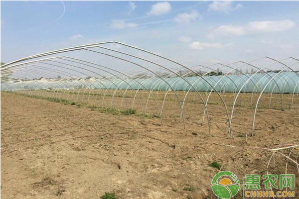 設施大棚菜秸稈生物反應堆技術
