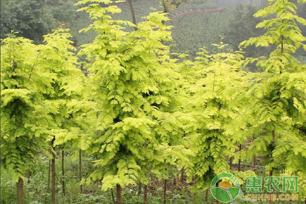 金葉水杉高效種植技術(shù)及病蟲害防治
