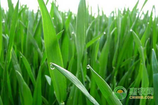 小麥想要高產(chǎn)，離不開(kāi)各生育期的栽培管理 