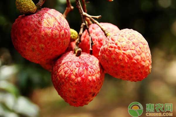廣西各荔枝產(chǎn)區(qū)成花情況及花期管理建議