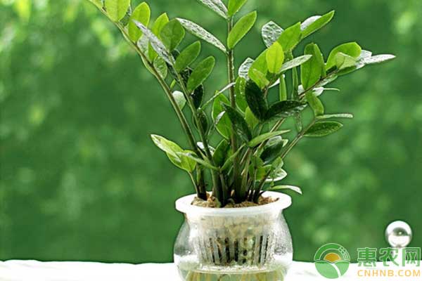 金錢樹繁殖方法及養(yǎng)護技巧