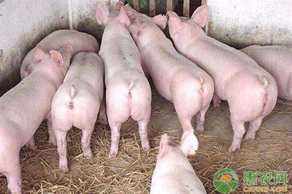 無抗生素發(fā)酵飼料對仔豬生長的影響分析