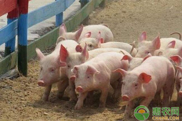 無抗生素發(fā)酵飼料對仔豬生長的影響分析