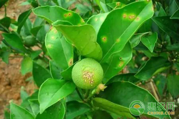 柑橘為什么會出現(xiàn)卷葉現(xiàn)象？柑橘卷葉防治措施