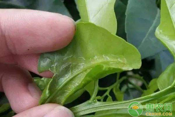 柑橘為什么會出現(xiàn)卷葉現(xiàn)象？柑橘卷葉防治措施