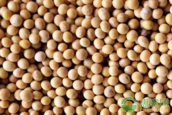 淺析幾種有效實(shí)用的大豆優(yōu)質(zhì)高產(chǎn)栽培技術(shù)