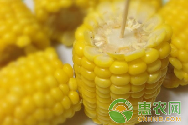 当前玉米栽培技术中存在的问题及解决对策