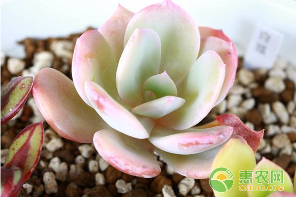 吉娃娃、姬玉露、千佛手等春季多肉植物的種植技術(shù)