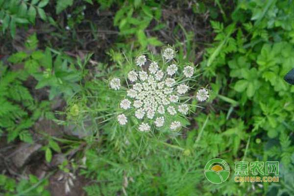 中藥材蛇床子栽培技術及種植效益分析