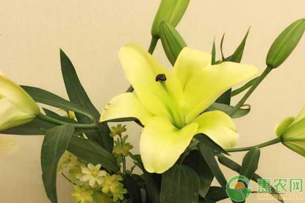 百合盆栽怎么養(yǎng)？百合盆栽養(yǎng)護(hù)要點
