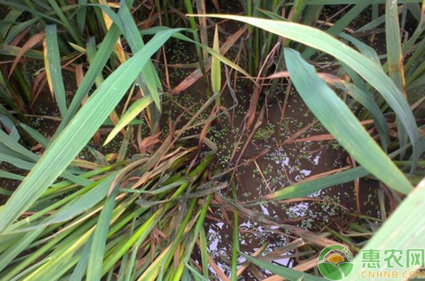水稻纹枯病防治方法