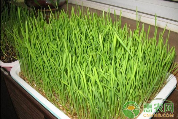 淺談芽苗菜多茬立體栽培技術(shù)